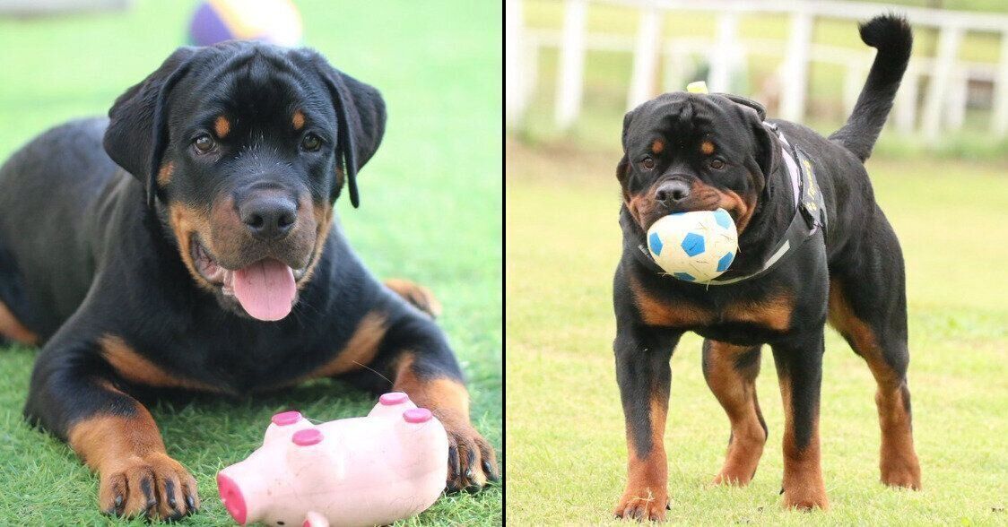 タイカンくんの成長ビフォーアフター