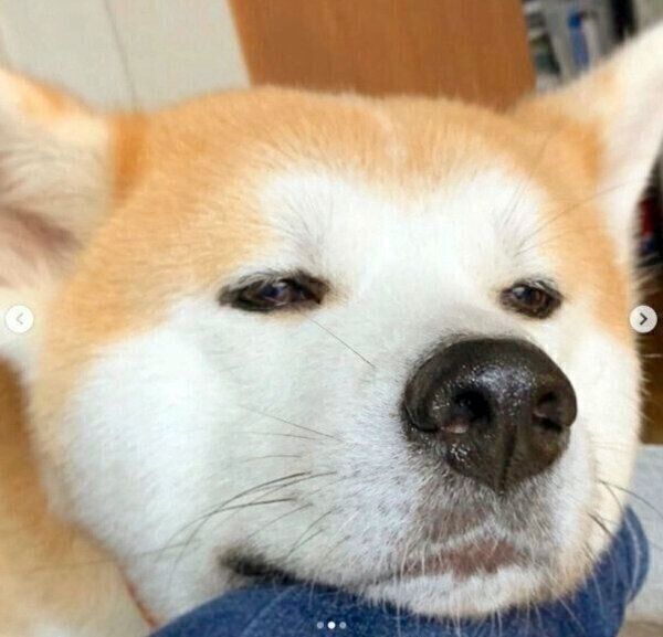 アゴ乗せをするジロウちゃん