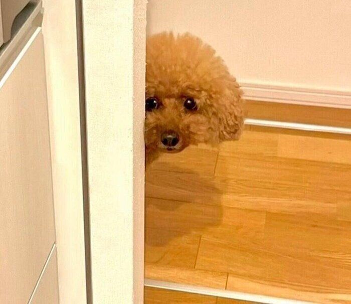 ラーメンをすする飼い主さんを見るプーチンくん。