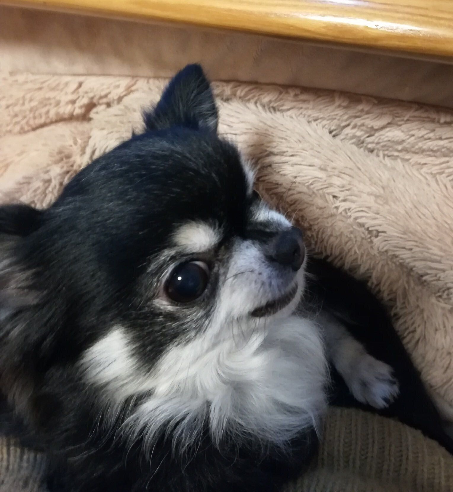 天使のようなミニちゃん