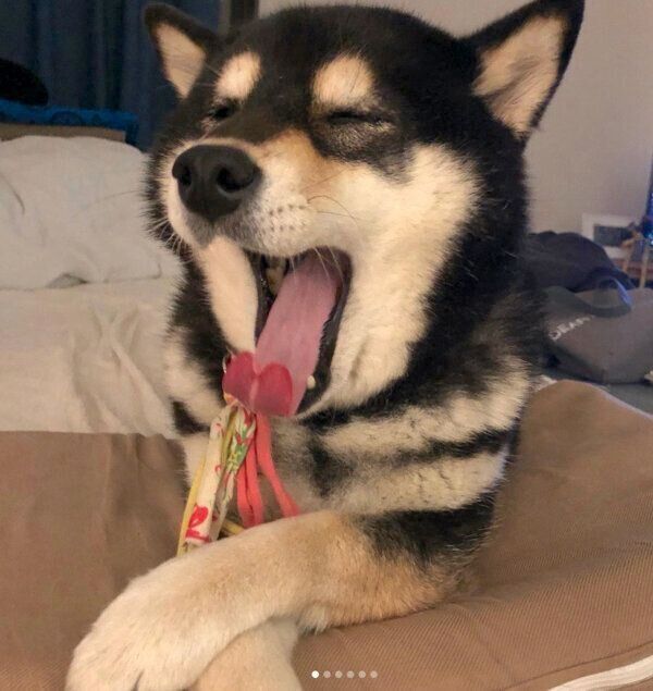 まったりするはなちゃん
