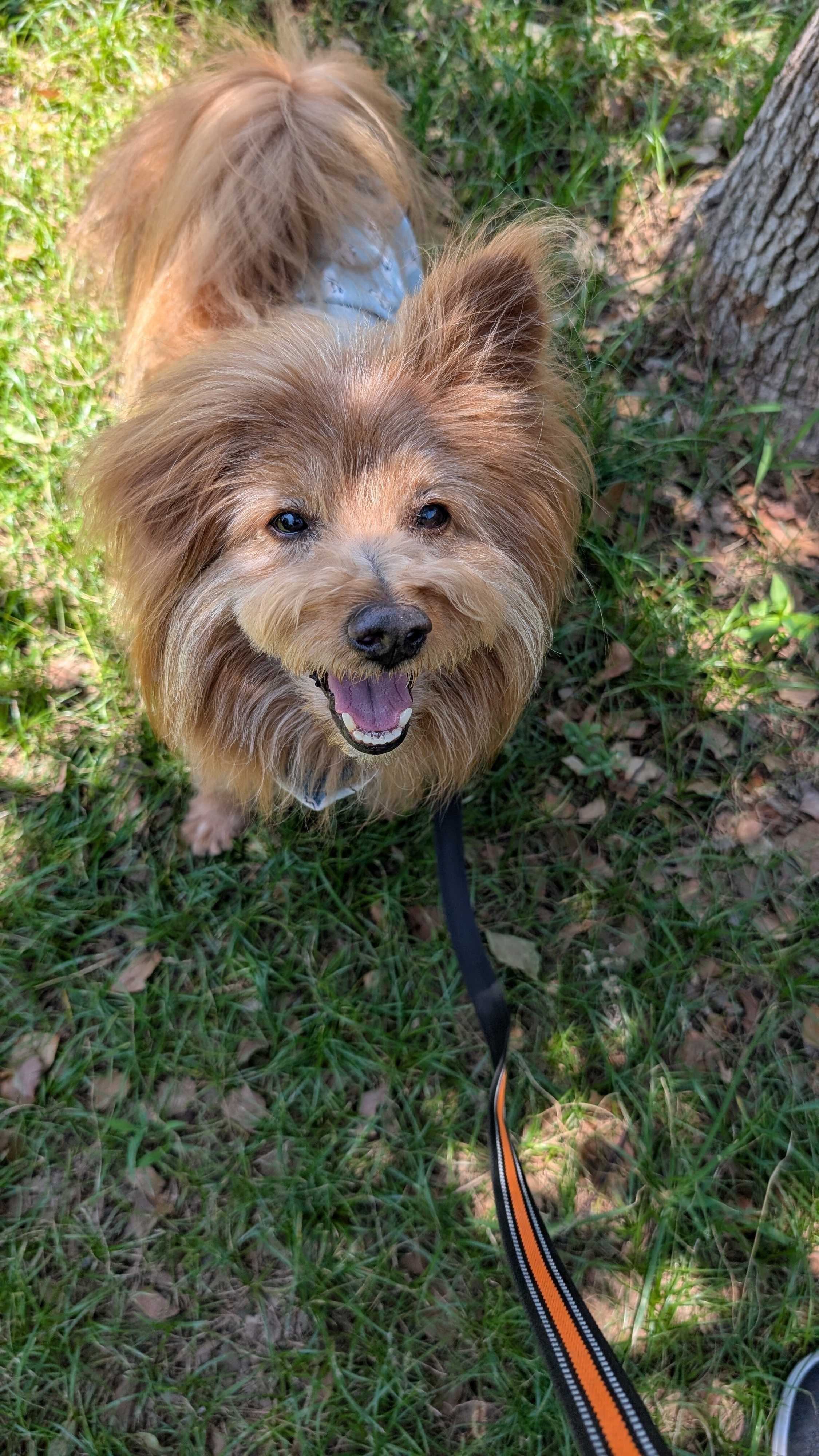 芝生の上で笑顔の犬