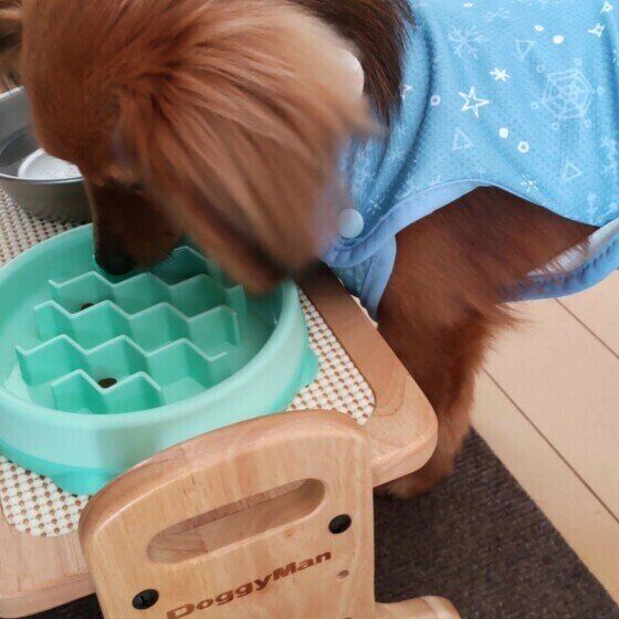 犬の早食い防止食器の使い方と注意点  犬が食べにくい食器はどんなアイテム? いぬのきもち
