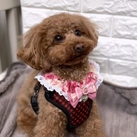 トイ・プードルのモカちゃん♪