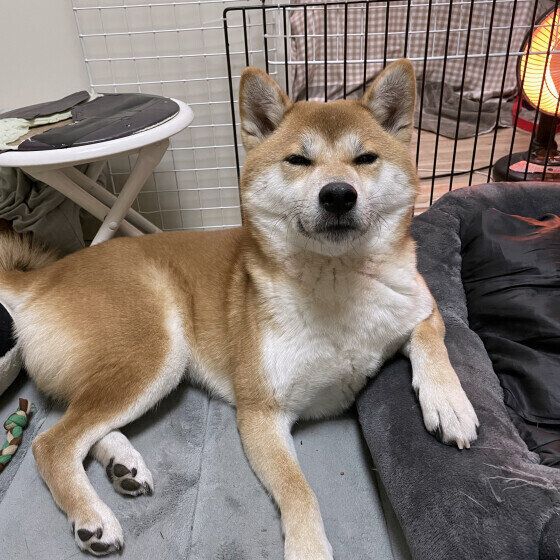 犬が冬に快適に過ごせる室内環境は？ 愛犬の冬の過ごし方で気を付けること いぬのきもち