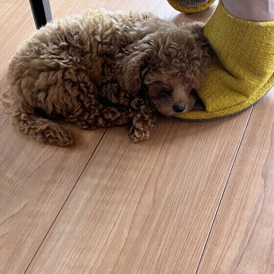 飼い主さんの足にすり寄るひめちゃん