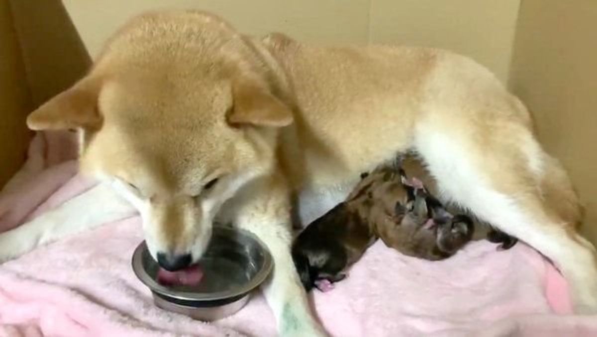 Nopbrzevapzblm Nopbrzevapzblm