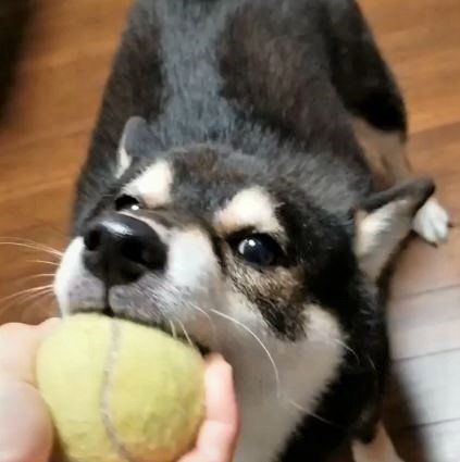 柴のちびあつくん