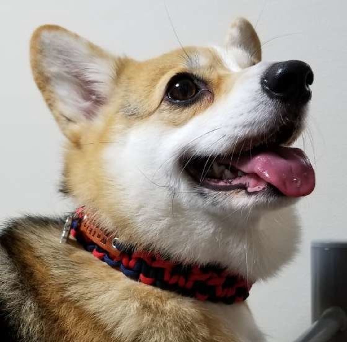 専門家が解説 中型犬の年齢は人でいうと何才 早見表や計算式も いぬのきもちweb Magazine 専門家が解説 中型犬の年齢は人でいうと何才 早見表や計算式も いぬのきもちweb Magazine