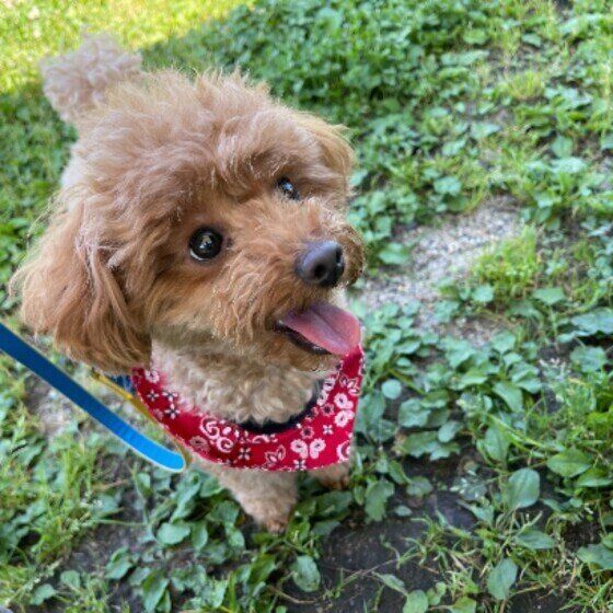 笑顔で見上げてくるトイ・プードル