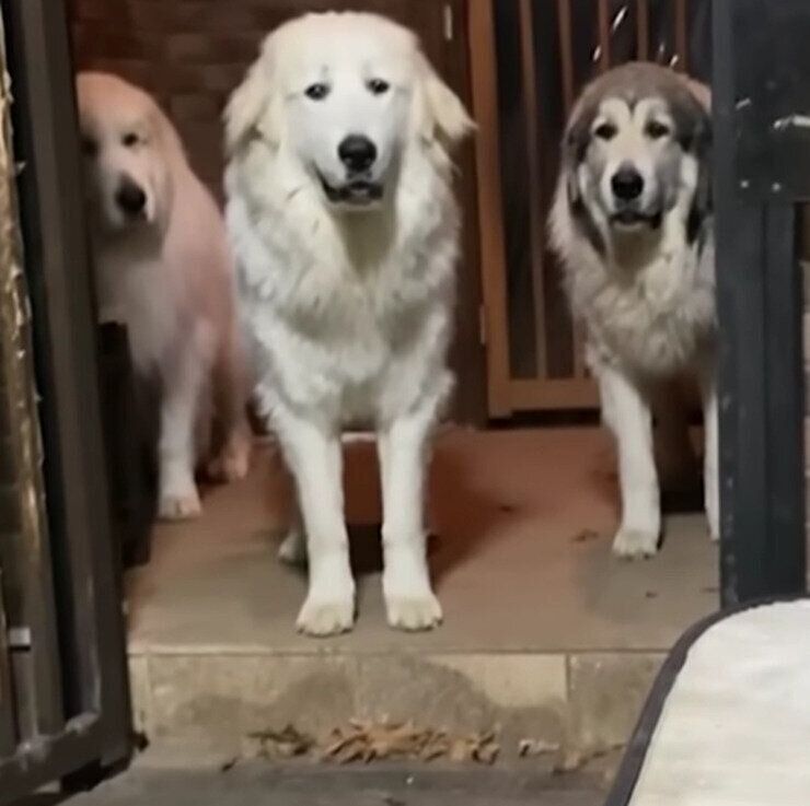 犬舎の入り口で待つアランくん、ベルちゃん、リリーちゃん