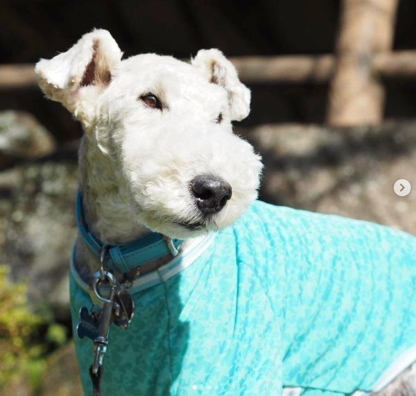 元保護犬・こっぺぱんちゃん