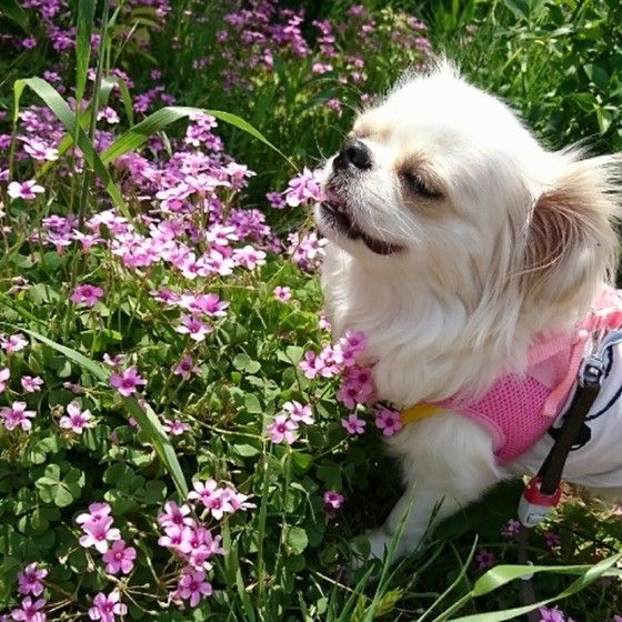 ミックス犬とお花の画像