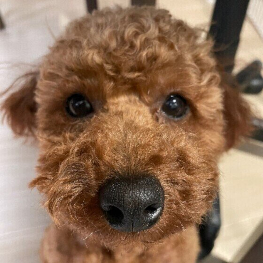 犬もヤキモチをやく 犬が嫉妬しているときの行動とは いぬのきもちweb Magazine 犬もヤキモチをやく 犬が嫉妬しているときの行動とは いぬのきもちweb Magazine