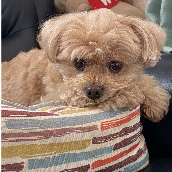 小型犬のマル太くん