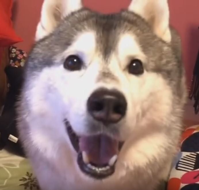 シベリアン・ハスキー