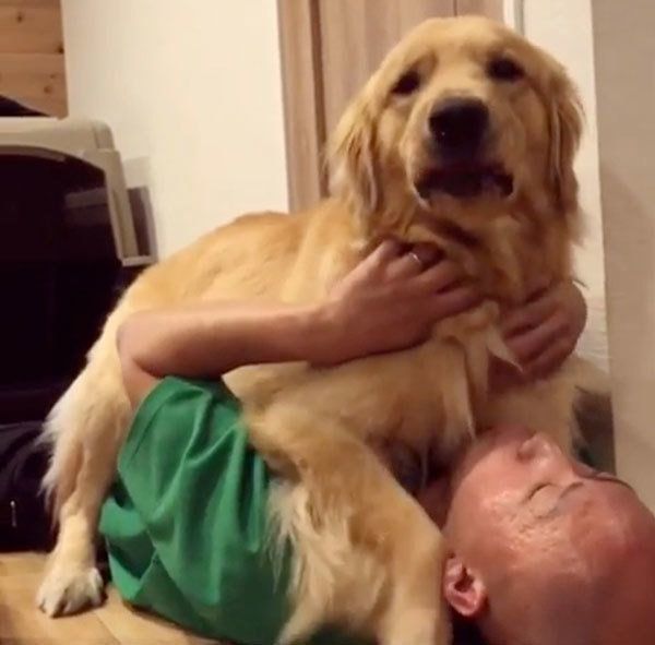 パパと戯れるゴールデン・レトリーバー