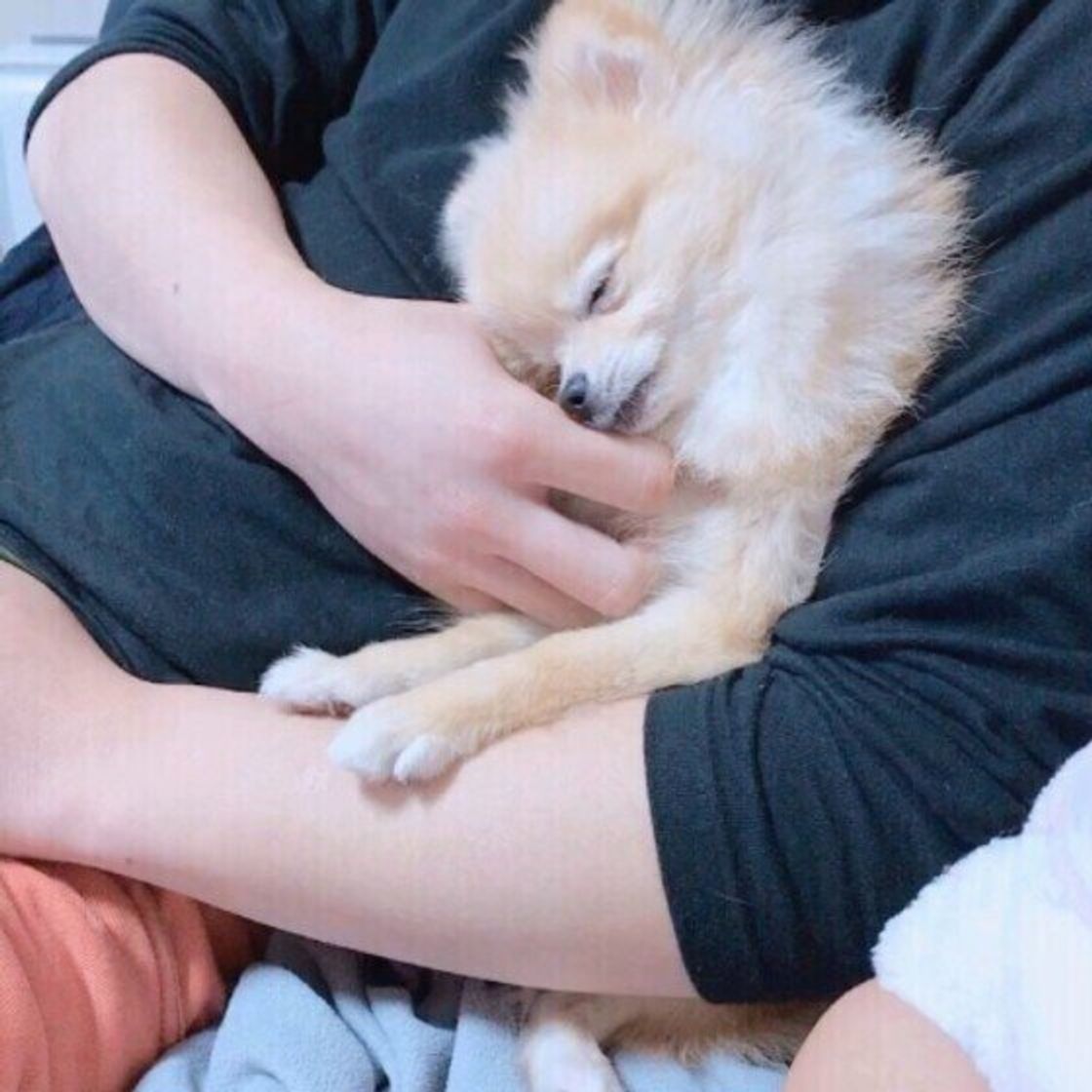 犬が触れられて 嬉しい部位 と いやな部位 はどこ いやな時の反応も いぬのきもちweb Magazine 犬が触れられて 嬉しい部位 と いやな部位 はどこ いやな時の反応も いぬのきもちweb Magazine