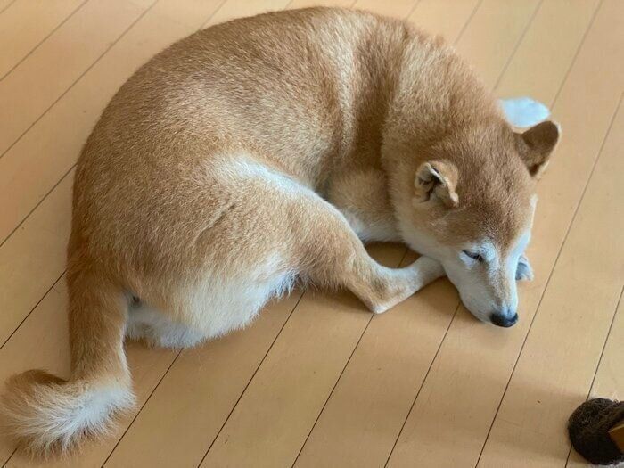 丸くなる柴犬