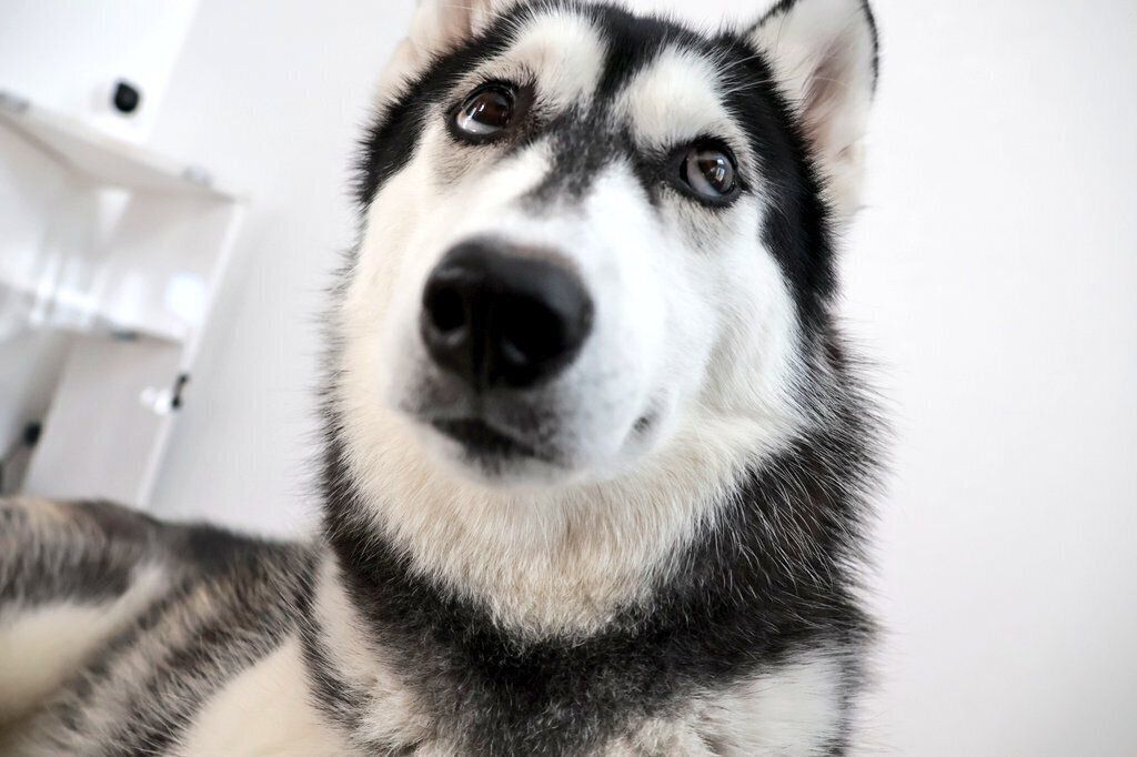 可愛い表情をするサンちゃん