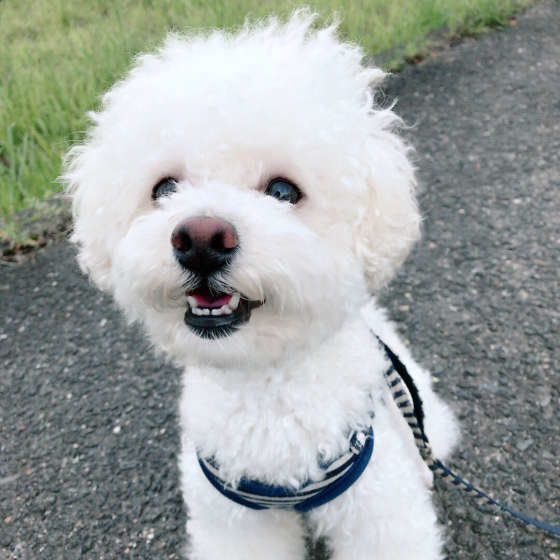 トイ・プードル