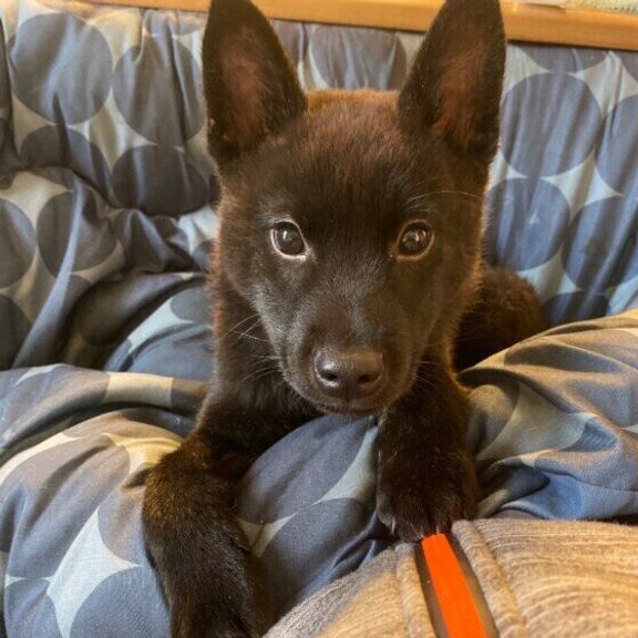 甲斐のさぶちゃん