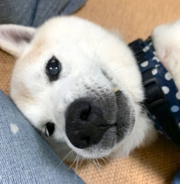 くつろぐ小次郎くん