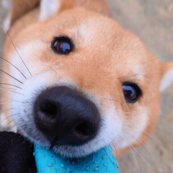 犬にはまぶたが3つある？ 犬の眼瞼（まぶた）の役割を獣医師に聞いた いぬのきもち