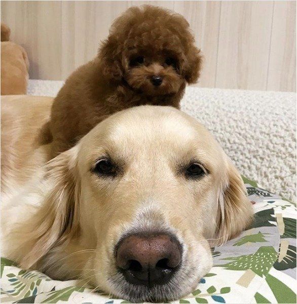 ゴールデン トイプーの仲良し凸凹3ワンズ 出会って1年経ったいまは いぬのきもちweb Magazine