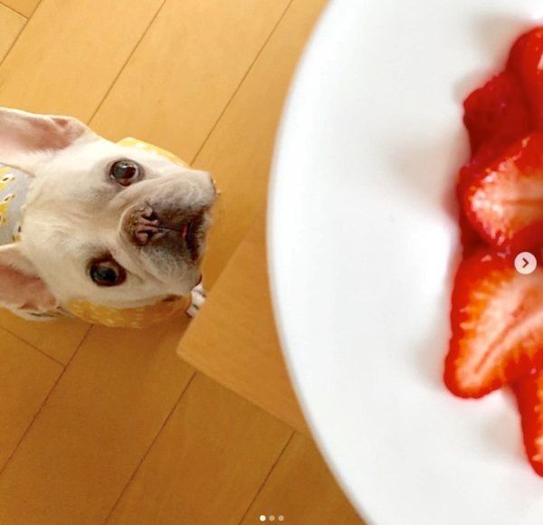 イチゴを見つめるマシューくん