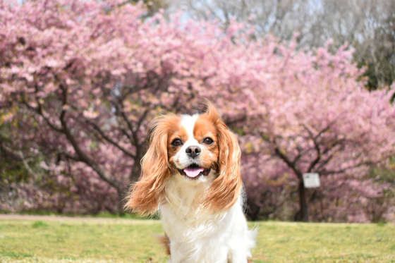 笑顔がかわいいキャバリア・キング・チャールズ・スパニエル