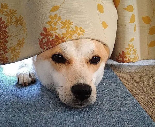 カーテンに隠れる咲季ちゃん