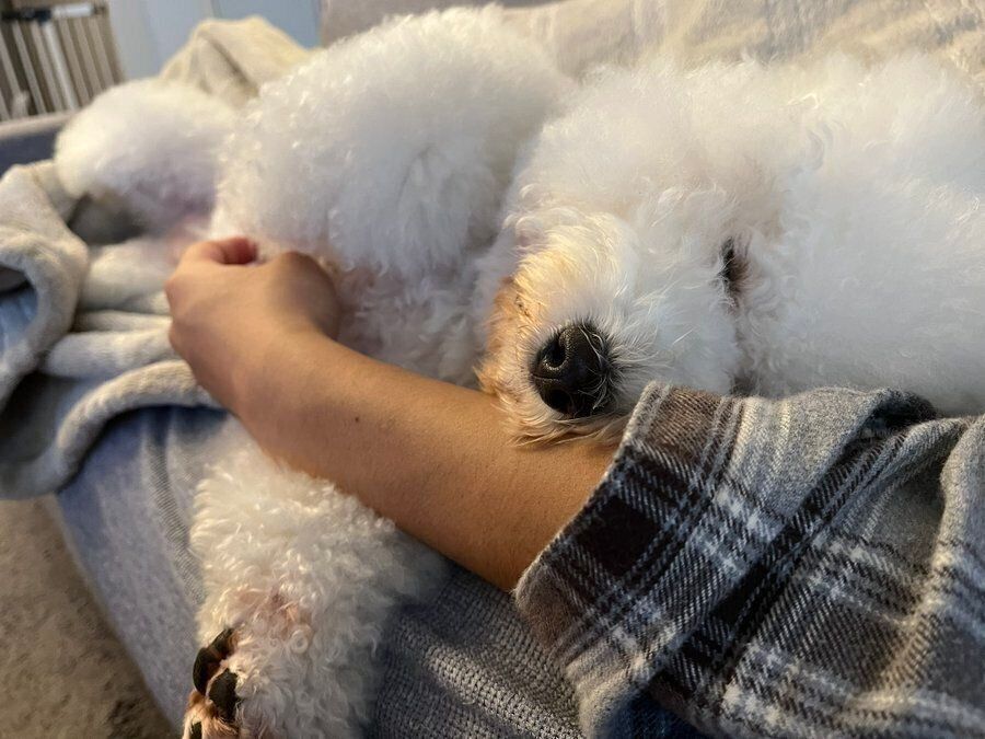 飼い主さんに添い寝をするめろちゃん