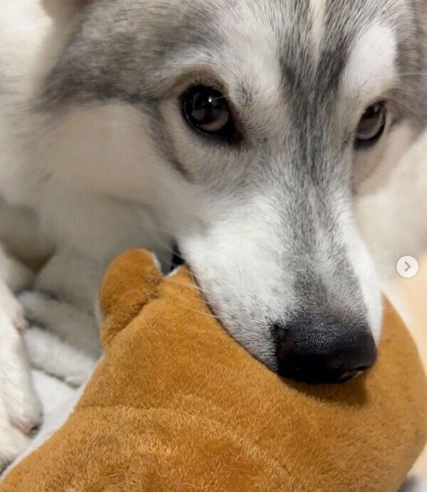 コーギーくんをチュパチュパするステラくん