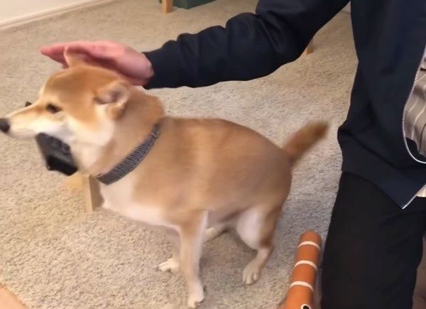 撫でやすい定位置に戻る柴犬