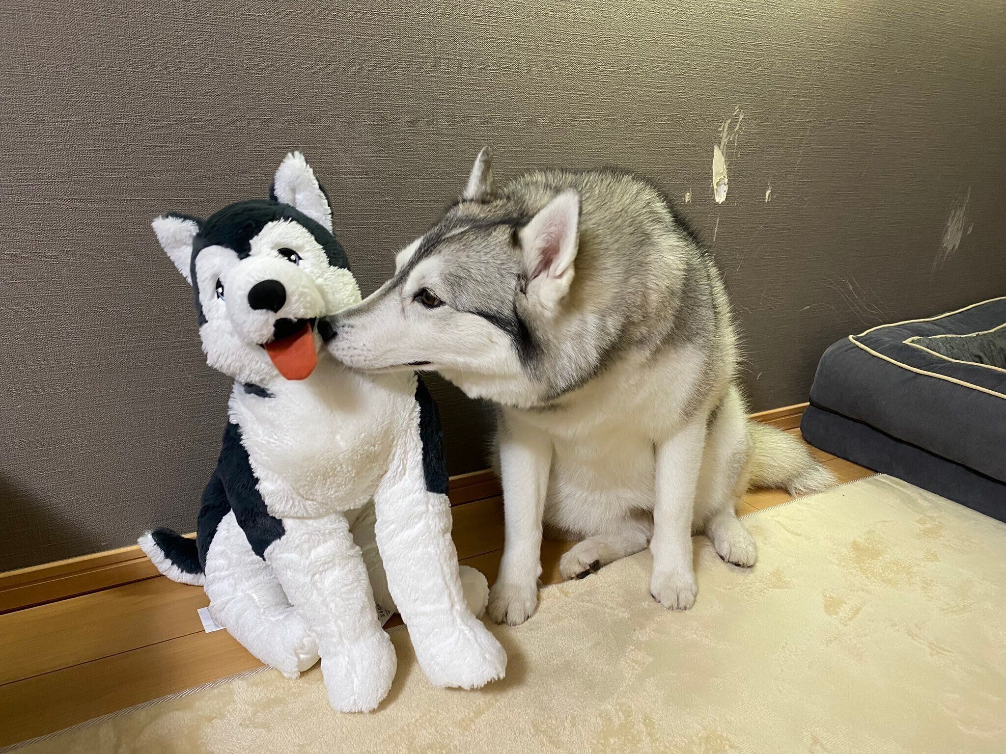 ぬいぐるみに顔を近づけるノンノちゃん