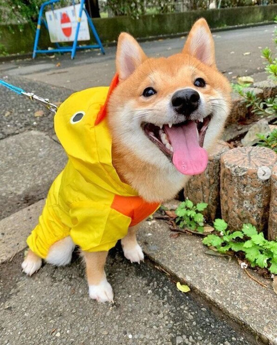 雨の日でも散歩するコツは犬用レインコートにあり かわいい画像も いぬのきもちweb Magazine