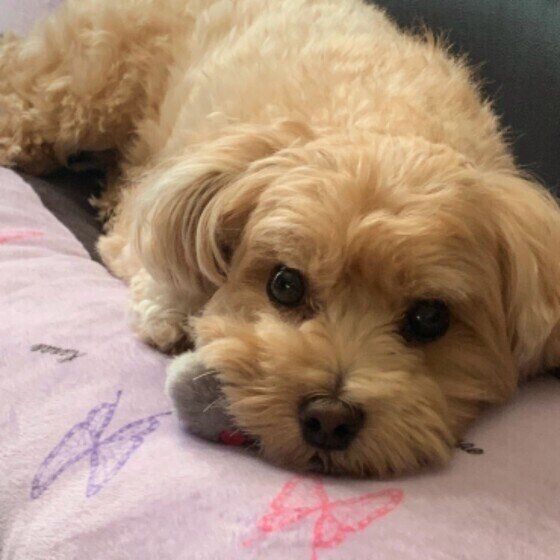 おもちゃを顎で隠すMIX犬