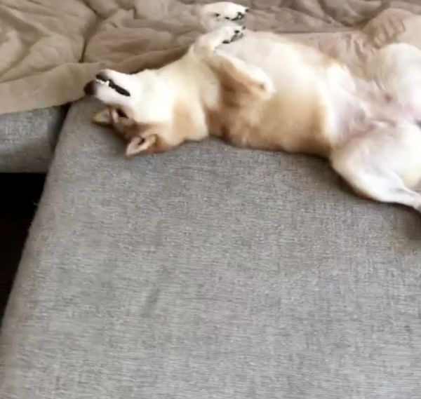 妹を見つめて固まる柴犬