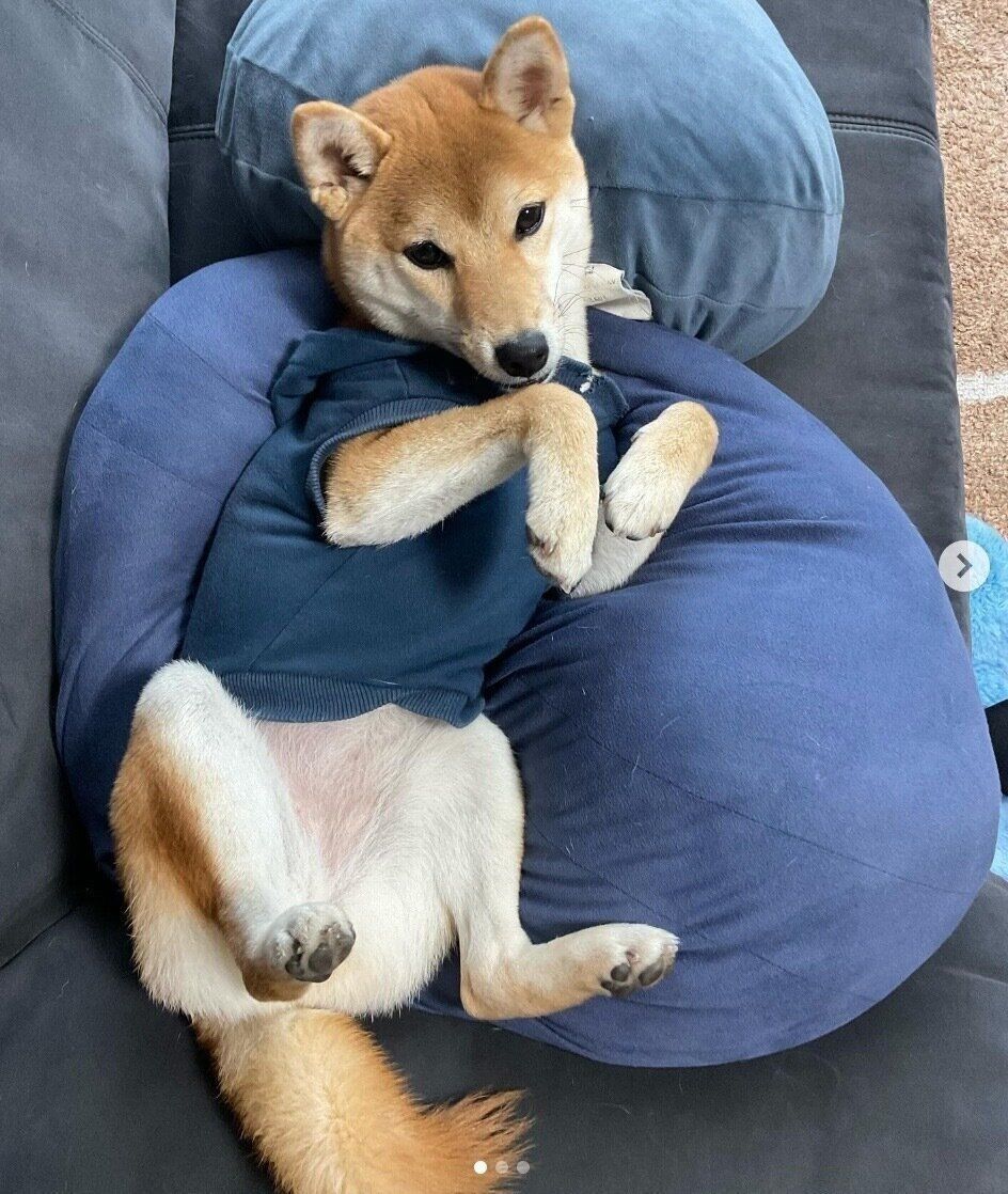 くつろぐあじたまちゃん