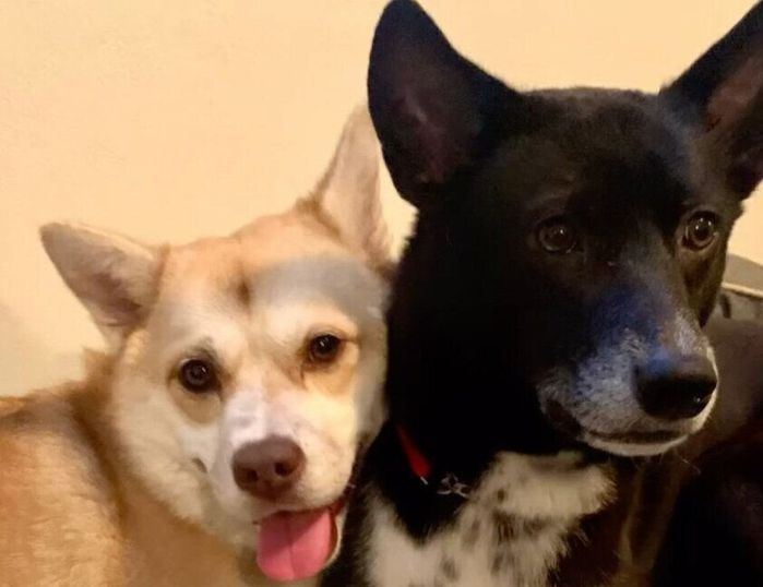 仲良しなハチちゃん、先住犬・ターシャちゃん