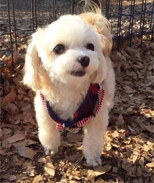 老いるとしなくなる犬の意外な変化