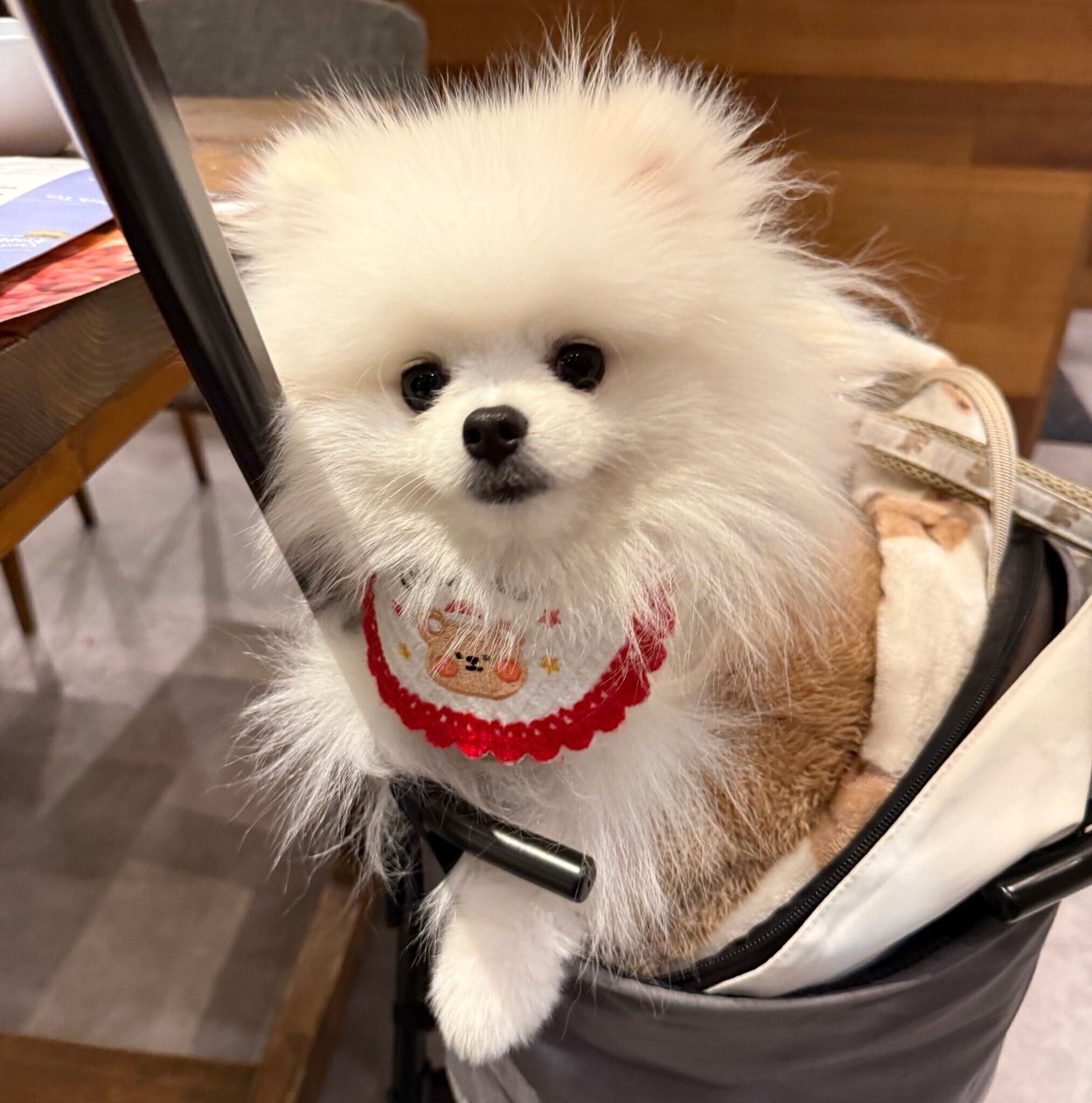 お出かけを楽しむくま太くん