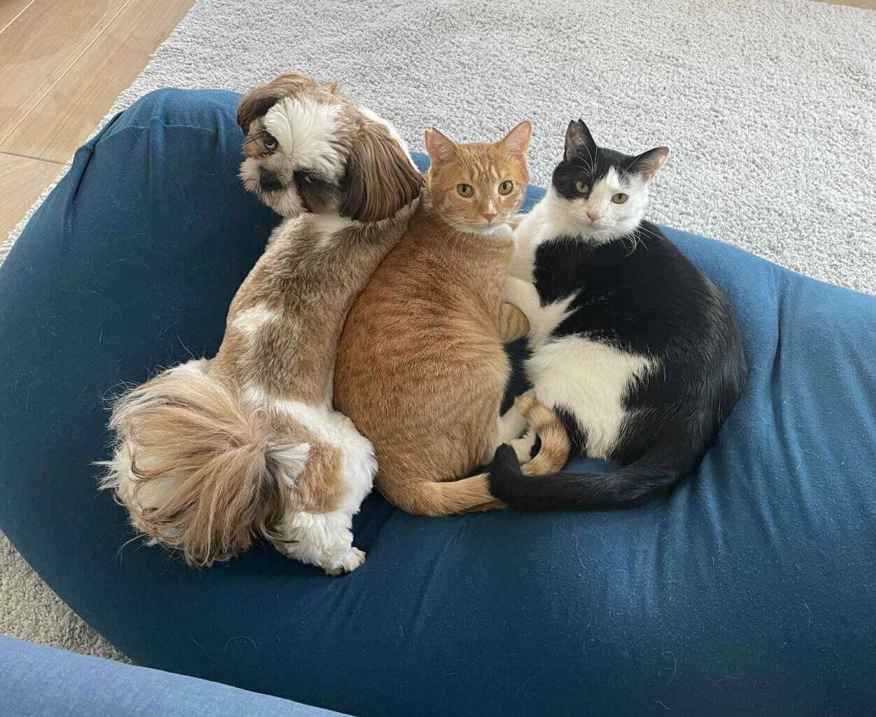 くっつくふがしちゃん、コロッケくん、ごましおくん