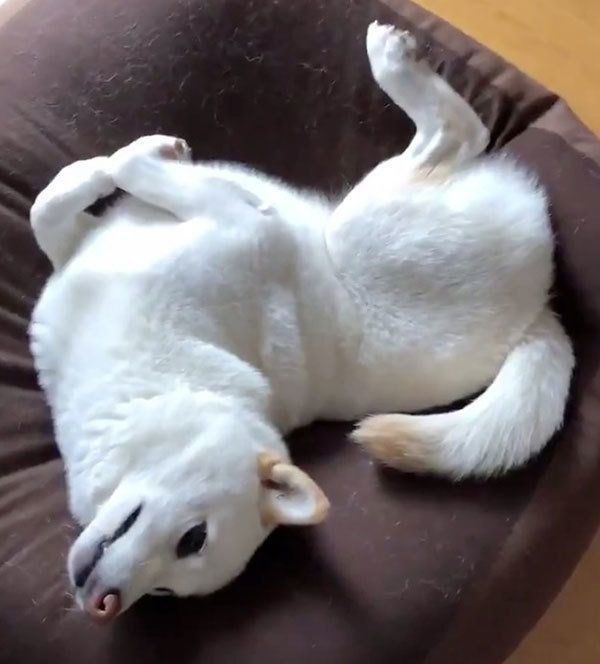 ベッドでくつろぐ柴犬