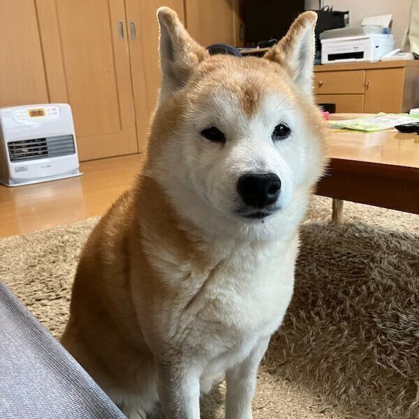 飼い主さんをじっと見つめるロペさん