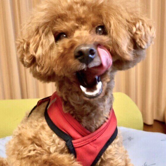 舌を出すトイ・プードル