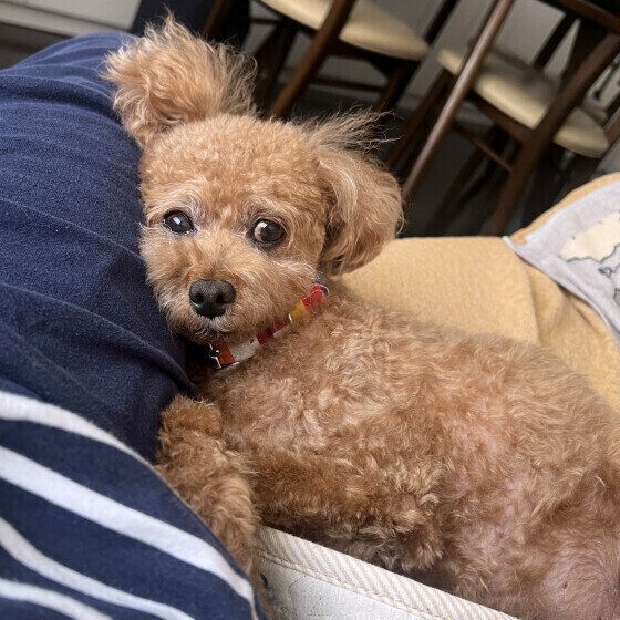 飼い主さんにくっつくトイ・プードルのモカくん