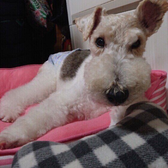 ワイアー・フォックス・テリア