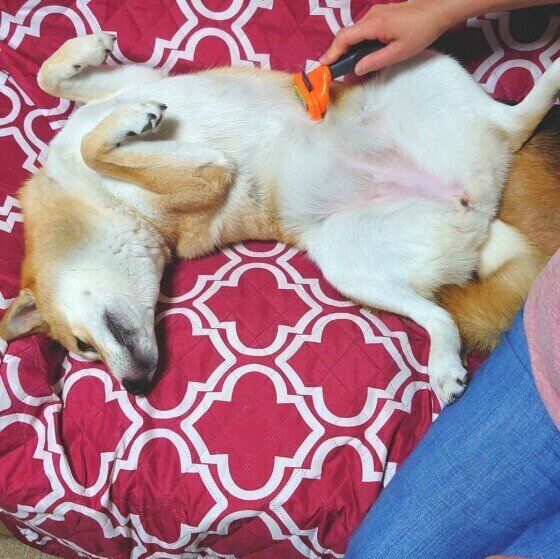 柴のまいちゃん